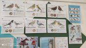 Nástěnka s obrázky ptáků a jejich popis 